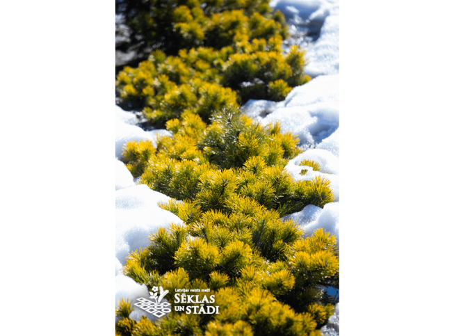 Pinus mugo   'Little Gold Star'